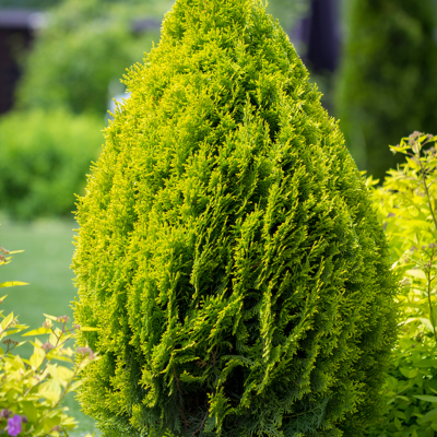 Fleur Thuya Can-Can - Thuja plicata Can-Can 25/35cm Pot 2,5L - Publicité Fleur Thuya Can-Can - Thuja plicata Can-Can 25/35cm Pot 2,5L - Publicité