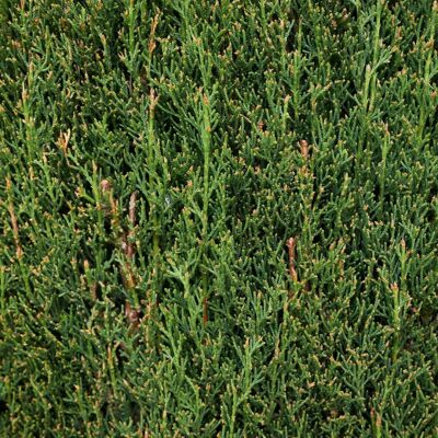 Fleur Cyprès de Provence Totem - Cupressus sempervirens Totem 30/40cm Pot 2,5L - Publicité Fleur Cyprès de Provence Totem - Cupressus sempervirens Totem 30/40cm Pot 2,5L - Publicité