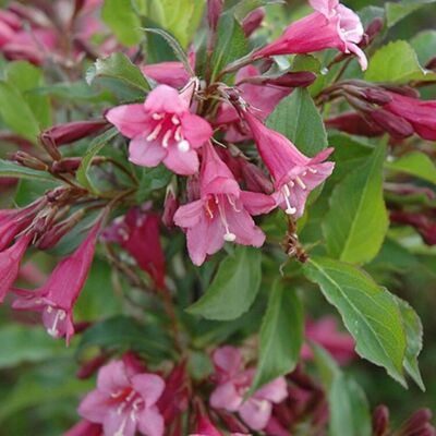 Fleur Weigela rumba - Weigela rumba 40/60 cm Pot 3L - Publicité Fleur Weigela rumba - Weigela rumba 40/60 cm Pot 3L - Publicité