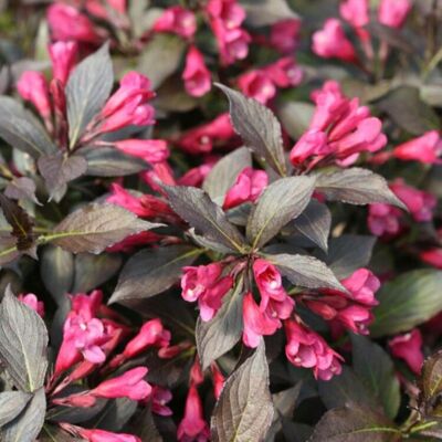 Fleur Weigela florida minor black - Weigela florida minor black 40/50 cm Pot 3L - Publicité Fleur Weigela florida minor black - Weigela florida minor black 40/50 cm Pot 3L - Publicité