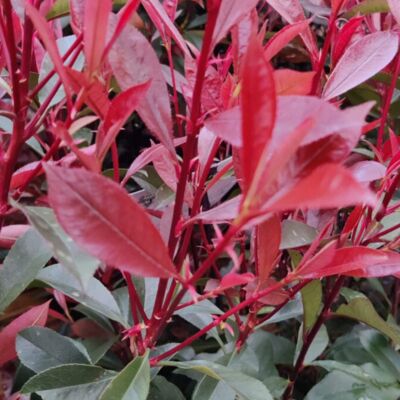 Fleur Photinia Carré Rouge - Photinia fraseri Carré Rouge en Pot 27cm 60/80cm - Publicité Fleur Photinia Carré Rouge - Photinia fraseri Carré Rouge en Pot 27cm 60/80cm - Publicité