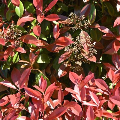 Fleur Photinia Carré Rouge - Photinia fraseri Carré Rouge en Pot 20L 125/150cm - Publicité Fleur Photinia Carré Rouge - Photinia fraseri Carré Rouge en Pot 20L 125/150cm - Publicité