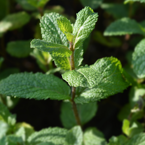 Serres Desrumaux Plant Menthe Marocaine Pot de 1,5L - Publicité Serres Desrumaux Plant Menthe Marocaine Pot de 1,5L - Publicité