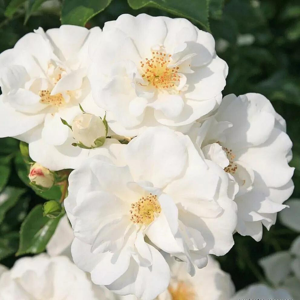 Kordes Petit Rosier arbustif blanc Innocencia couvre sol en pot 3L - Publicité Kordes Petit Rosier arbustif blanc Innocencia couvre sol en pot 3L - Publicité