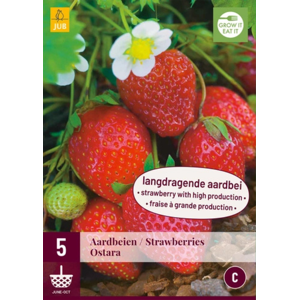 Jub 5 racines de Fraisiers Ostara - Publicité Jub 5 racines de Fraisiers Ostara - Publicité