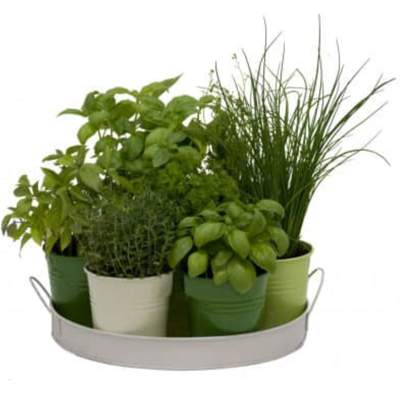Florex Plateau 7 herbes aromatiques - Publicité Florex Plateau 7 herbes aromatiques - Publicité