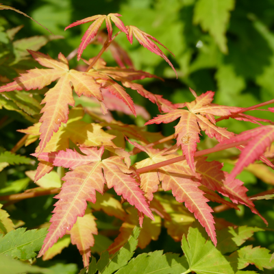 Fleur Érable du Japon Little Princess - Acer palmatum little princess 40cm - Publicité Fleur Érable du Japon Little Princess - Acer palmatum little princess 40cm - Publicité