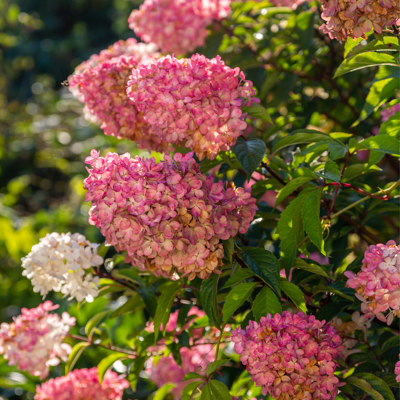 Fleur Hortensia paniculata sundae fraise - Hydrangea paniculata sundae fraise 30/40 cm Pot 3L - Publicité Fleur Hortensia paniculata sundae fraise - Hydrangea paniculata sundae fraise 30/40 cm Pot 3L - Publicité