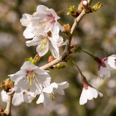 Fleur Laurier-cerise incisa yamadei - Prunus incisa yamadei Pot 2L - Publicité Fleur Laurier-cerise incisa yamadei - Prunus incisa yamadei Pot 2L - Publicité