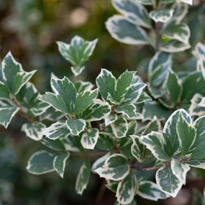 Fleur Fusain fort emerald gaiety - Euonymus fort emerald gaiety 30cm - Publicité Fleur Fusain fort emerald gaiety - Euonymus fort emerald gaiety 30cm - Publicité