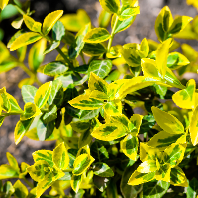 Fleur Fusain fort emerald n gold - Euonymus fort emerald n gold 30cm - Publicité Fleur Fusain fort emerald n gold - Euonymus fort emerald n gold 30cm - Publicité