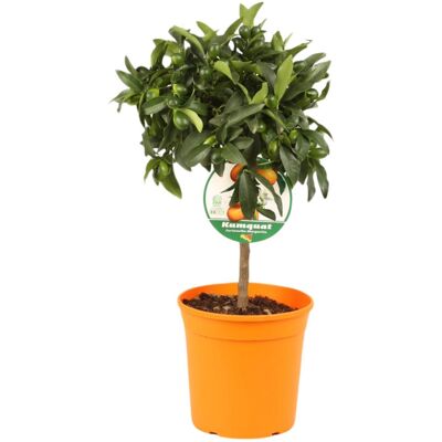 Fleur Kumquat - Citrus kumquat mini tige 40 cm Pot 22cm - Publicité Fleur Kumquat - Citrus kumquat mini tige 40 cm Pot 22cm - Publicité