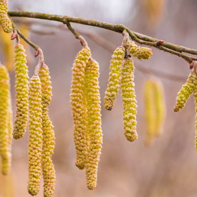Fleur Noisetier commun racines nues Merveille de Bolwiller - Corylus avellana Merveille de Bolwiller - Publicité Fleur Noisetier commun racines nues Merveille de Bolwiller - Corylus avellana Merveille de Bolwiller - Publicité