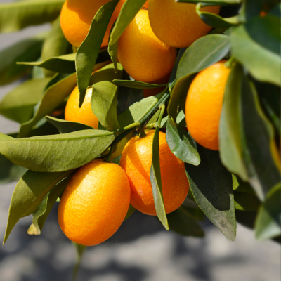 Fleur Kumquat - Citrus kumquat mini tige Pot 22cm - Publicité Fleur Kumquat - Citrus kumquat mini tige Pot 22cm - Publicité