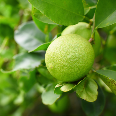 Fleur Citron vert (lime) - Citrus aurantifolia (Limon) mini tige Pot 22cm - Publicité Fleur Citron vert (lime) - Citrus aurantifolia (Limon) mini tige Pot 22cm - Publicité