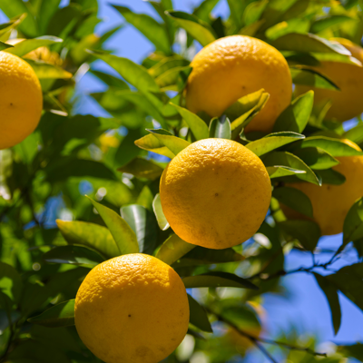 Fleur Yuzu - Citrus Yuzu mini tige 50 cm Pot 22cm - Publicité Fleur Yuzu - Citrus Yuzu mini tige 50 cm Pot 22cm - Publicité