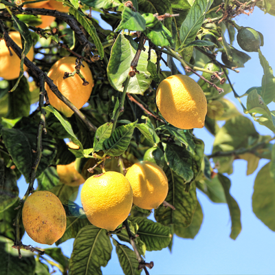 Fleur Citronnier 4 Saisons - Citrus 4 Saisons mini tige 50/60 cm Pot 22cm - Publicité Fleur Citronnier 4 Saisons - Citrus 4 Saisons mini tige 50/60 cm Pot 22cm - Publicité