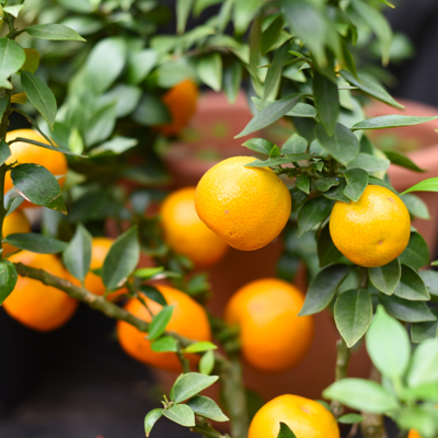 Fleur Oranger amer Chinotto - Citrus aurantium Chinotto mini tige 40/50 cm Pot 19cm - Publicité Fleur Oranger amer Chinotto - Citrus aurantium Chinotto mini tige 40/50 cm Pot 19cm - Publicité