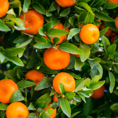 Fleur Oranger calamondin - Citrus mitis Calamondin mini tige 40/50 cm Pot 19cm - Publicité Fleur Oranger calamondin - Citrus mitis Calamondin mini tige 40/50 cm Pot 19cm - Publicité