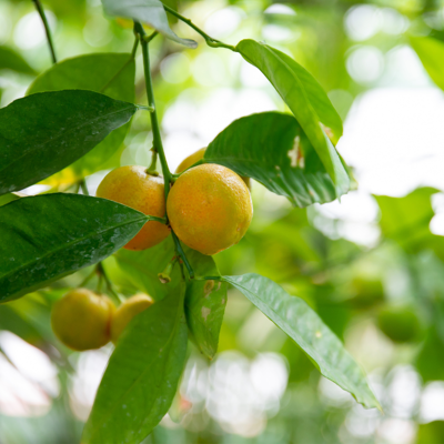 Fleur Mandarinier Purscha - Citrus purscha mini tige 50/60 cm Pot 19cm - Publicité Fleur Mandarinier Purscha - Citrus purscha mini tige 50/60 cm Pot 19cm - Publicité