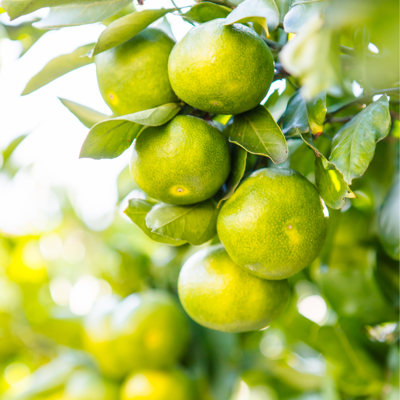 Fleur Mandarinier Purscha - Citrus purscha mini tige 50/60 cm Pot 22cm - Publicité Fleur Mandarinier Purscha - Citrus purscha mini tige 50/60 cm Pot 22cm - Publicité