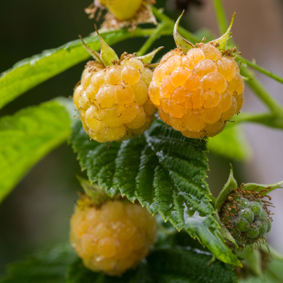 Fleur Framboisier Golden Everest - Rubus idaeus Golden Everest 50/60cm - Publicité Fleur Framboisier Golden Everest - Rubus idaeus Golden Everest 50/60cm - Publicité