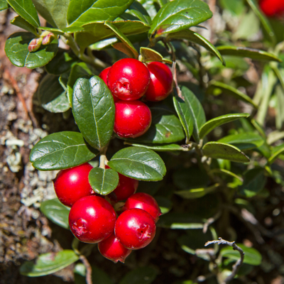 Fleur Canneberge Pilgrim - Vaccinium macrocarpon Pilgrim 40/50 cm Pot 2L - Publicité Fleur Canneberge Pilgrim - Vaccinium macrocarpon Pilgrim 40/50 cm Pot 2L - Publicité