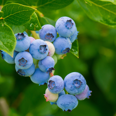 Fleur Myrtillier arbustive - Vaccinium corymbosum 60 cm Pot 2L - Publicité Fleur Myrtillier arbustive - Vaccinium corymbosum 60 cm Pot 2L - Publicité