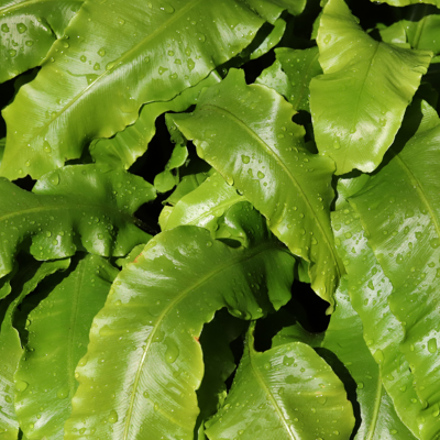 Fleur Langue de cerf - Asplenium scolopendrium 10/15 cm Pot 2L - Publicité Fleur Langue de cerf - Asplenium scolopendrium 10/15 cm Pot 2L - Publicité