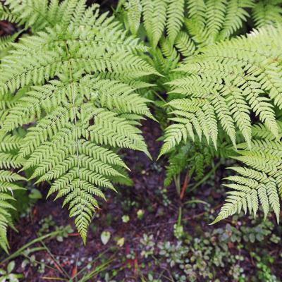 Fleur Fougère mâle - Dryopteris filix-mas 20/25 cm Pot 2L - Publicité Fleur Fougère mâle - Dryopteris filix-mas 20/25 cm Pot 2L - Publicité
