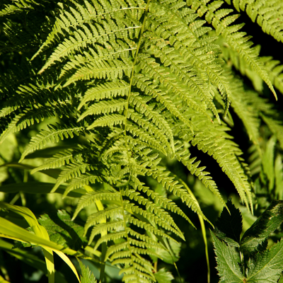 Fleur Fougère femelle - Athyrium filix-femina 20/25 cm Pot 2L - Publicité Fleur Fougère femelle - Athyrium filix-femina 20/25 cm Pot 2L - Publicité