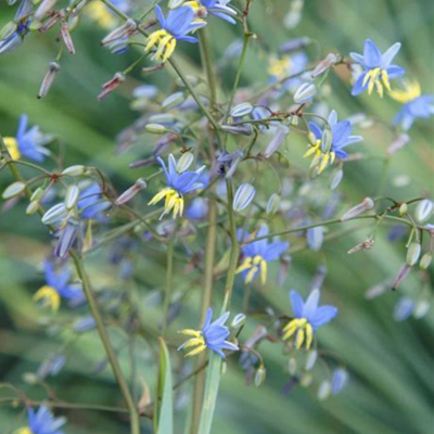 Fleur Dianella Coolvista - Dianella revoluta Coolvista 30/40 cm Pot 2L - Publicité Fleur Dianella Coolvista - Dianella revoluta Coolvista 30/40 cm Pot 2L - Publicité