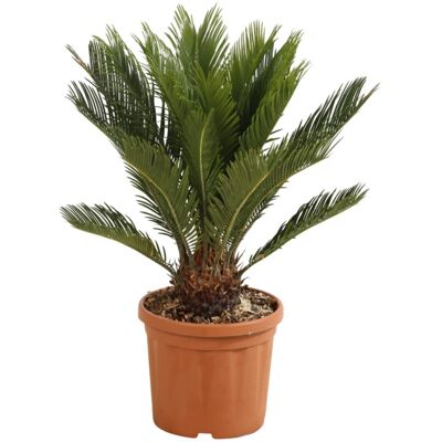 Fleur Cycas – Cycas revoluta 50 cm Pot 5L - Publicité Fleur Cycas – Cycas revoluta 50 cm Pot 5L - Publicité