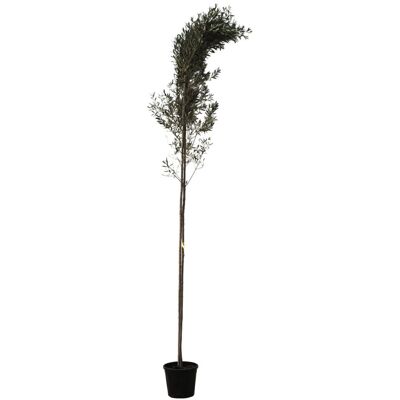 Fleur Olivier – Olea europaea 80 cm Pot 20L - Publicité Fleur Olivier – Olea europaea 80 cm Pot 20L - Publicité