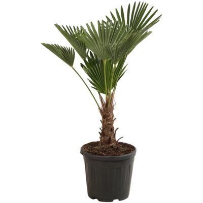 Fleur Palmier de Chine nain – Trachycarpus wagnerianus 90/110cm Pot 20L - Publicité Fleur Palmier de Chine nain – Trachycarpus wagnerianus 90/110cm Pot 20L - Publicité