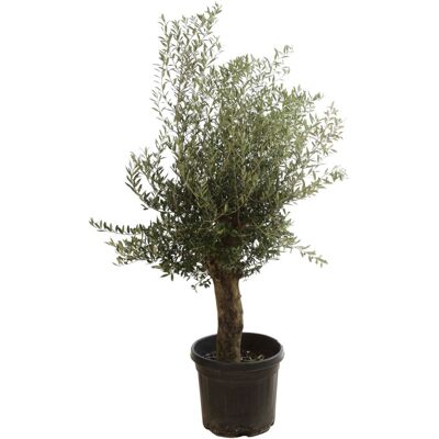 Fleur Olivier – Olea europaea 40cm - Publicité Fleur Olivier – Olea europaea 40cm - Publicité
