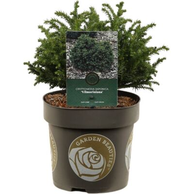 Fleur Cryptoméria du Japon Vilmoriniana - Cryptomeria japonica Vilmoriniana 20/30cm Pot 2,5L - Publicité Fleur Cryptoméria du Japon Vilmoriniana - Cryptomeria japonica Vilmoriniana 20/30cm Pot 2,5L - Publicité