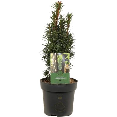 Fleur If commun Fastigiata Robusta - Taxus baccata Fastigiata Robusta 30/40cm Pot 2,5L - Publicité Fleur If commun Fastigiata Robusta - Taxus baccata Fastigiata Robusta 30/40cm Pot 2,5L - Publicité