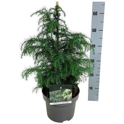 Fleur Cryptoméria du Japon Elegans Viridis - Cryptomeria japonica Elegans Viridis 30/35cm Pot 5L - Publicité Fleur Cryptoméria du Japon Elegans Viridis - Cryptomeria japonica Elegans Viridis 30/35cm Pot 5L - Publicité