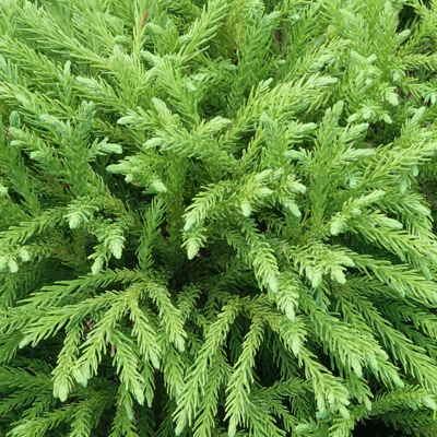 Fleur Cryptoméria du Japon Globosa Nana - Cryptomeria japonica Globosa Nana 20/25cm Pot 2,5L - Publicité Fleur Cryptoméria du Japon Globosa Nana - Cryptomeria japonica Globosa Nana 20/25cm Pot 2,5L - Publicité