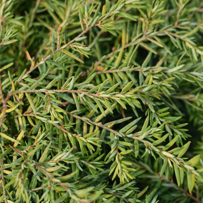 Fleur Pruche du Canada Jeddeloh - Tsuga canadensis Jeddeloh 20/30cm Pot 2,5L - Publicité Fleur Pruche du Canada Jeddeloh - Tsuga canadensis Jeddeloh 20/30cm Pot 2,5L - Publicité