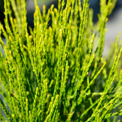 Fleur Thuya de Chine Franky Boy - Platycladus orientalis Franky Boy 20/30cm Pot 2,5L - Publicité Fleur Thuya de Chine Franky Boy - Platycladus orientalis Franky Boy 20/30cm Pot 2,5L - Publicité