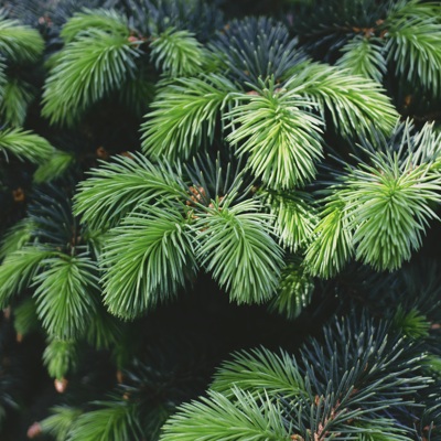 Fleur Épicéa Midget - Picea sitchensis Midget 20/30cm Pot 2,5L - Publicité Fleur Épicéa Midget - Picea sitchensis Midget 20/30cm Pot 2,5L - Publicité