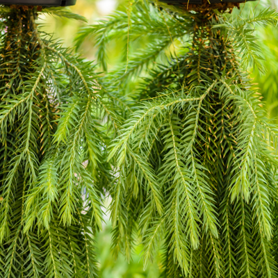 Fleur Cryptoméria du Japon Kyara Gold - Cryptomeria japonica Kyara Gold 30/40cm Pot 2,5L - Publicité Fleur Cryptoméria du Japon Kyara Gold - Cryptomeria japonica Kyara Gold 30/40cm Pot 2,5L - Publicité