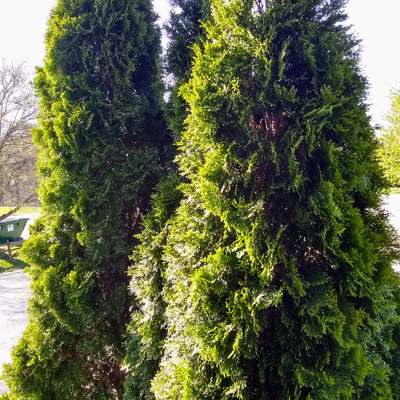 Fleur Thuya occidental Degroot Spire - Thuja occidentalis Degroot Spire 30/40cm Pot 2,5L - Publicité Fleur Thuya occidental Degroot Spire - Thuja occidentalis Degroot Spire 30/40cm Pot 2,5L - Publicité