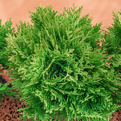 Fleur Thuya occidental Danica - Thuja occidentalis Danica 20/30cm Pot 2,5L - Publicité Fleur Thuya occidental Danica - Thuja occidentalis Danica 20/30cm Pot 2,5L - Publicité