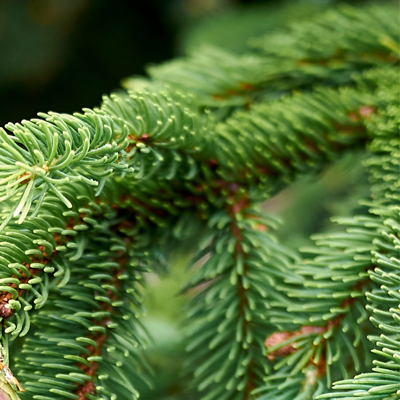 Fleur Épicéa commun Wills Zwerg - Picea abies Wills Zwerg 20/30cm Pot 2,5L - Publicité Fleur Épicéa commun Wills Zwerg - Picea abies Wills Zwerg 20/30cm Pot 2,5L - Publicité