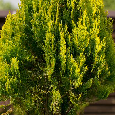 Fleur Thuya occidental Anniek - Thuja occidentalis Anniek 20/30cm Pot 2,5L - Publicité Fleur Thuya occidental Anniek - Thuja occidentalis Anniek 20/30cm Pot 2,5L - Publicité