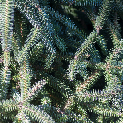 Fleur Sapin Glauca - Abies procera Glauca 20/30cm Pot 2,5L - Publicité Fleur Sapin Glauca - Abies procera Glauca 20/30cm Pot 2,5L - Publicité