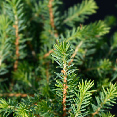 Fleur Épicéa de Serbie Karel - Picea omorika Karel 20/30cm Pot 2,5L - Publicité Fleur Épicéa de Serbie Karel - Picea omorika Karel 20/30cm Pot 2,5L - Publicité